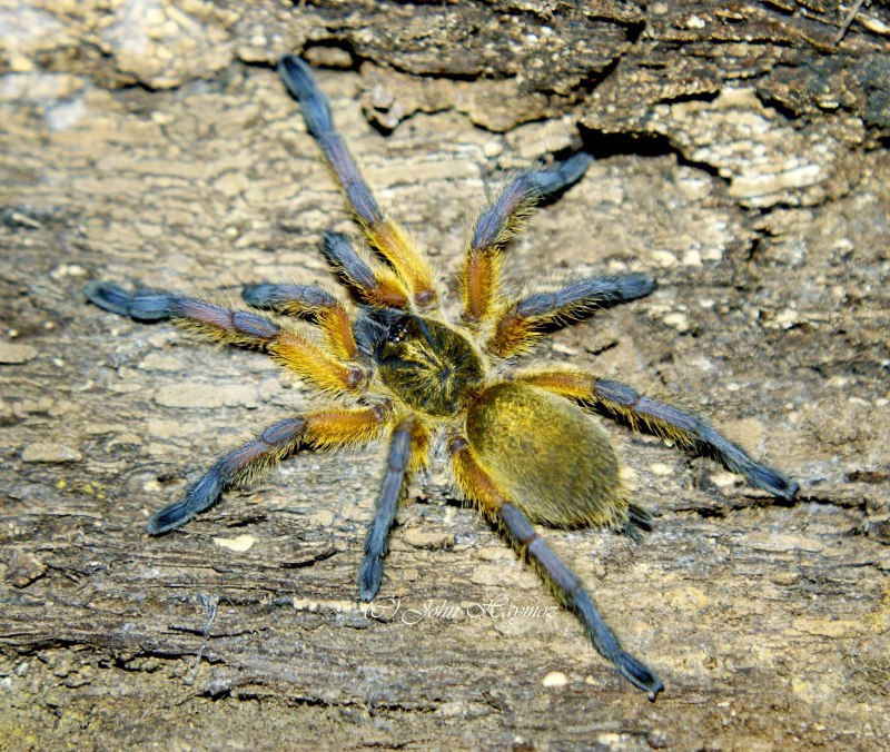 Паук птицеед Avicularia versicolor