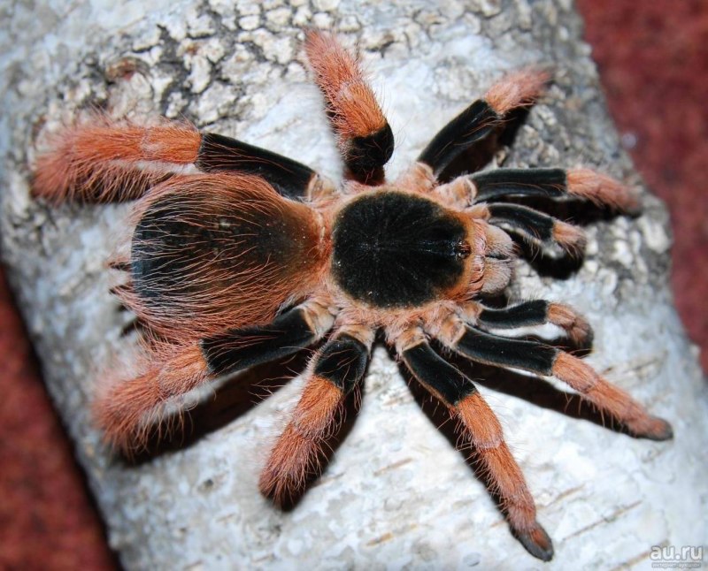 Brachypelma auratum
