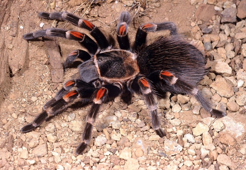 Паук-птицеед Chromatopelma cyaneopubescens