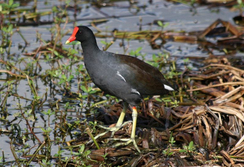 Камышница Gallinula chloropus