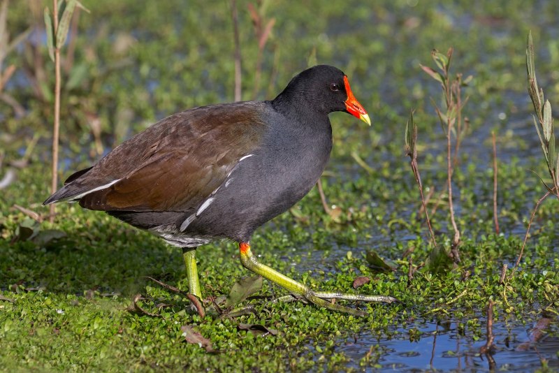 Камышница Gallinula chloropus