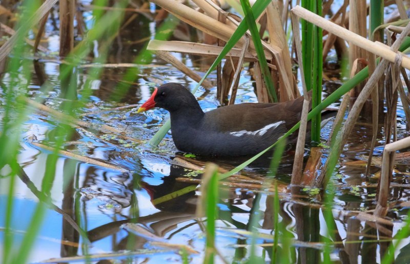 Коростель или Gallinula chloropus