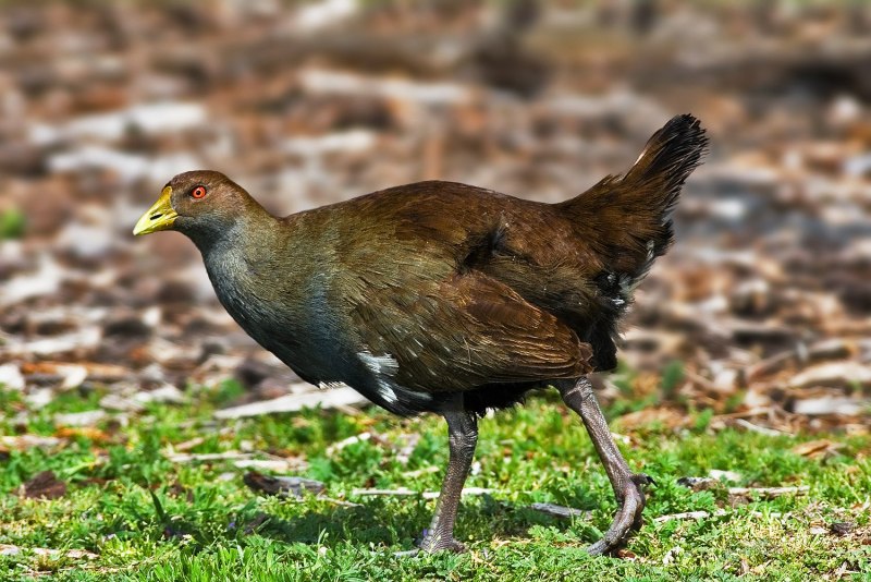 Лысуха (Fulica atra)