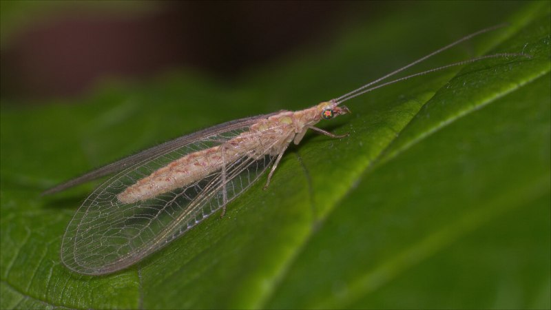 Chrysopidae (златоглазка)