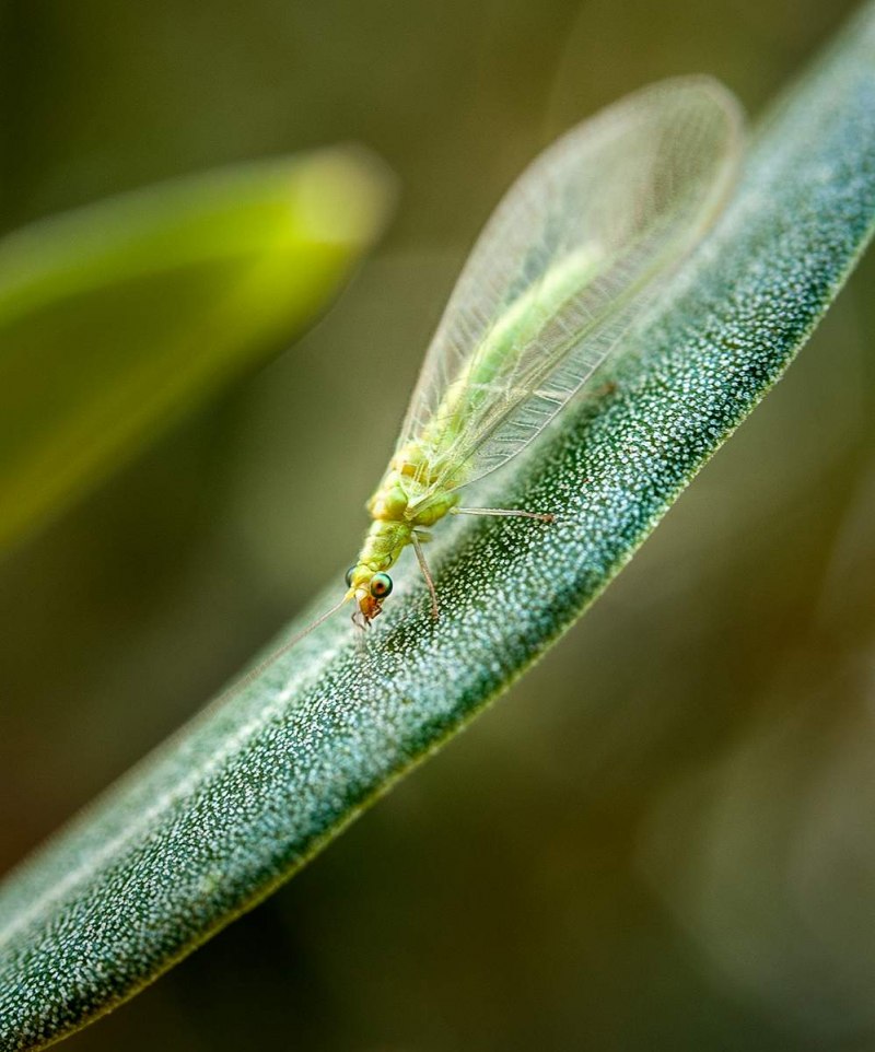 Златоглазка обыкновенная - Chrysopa carnea