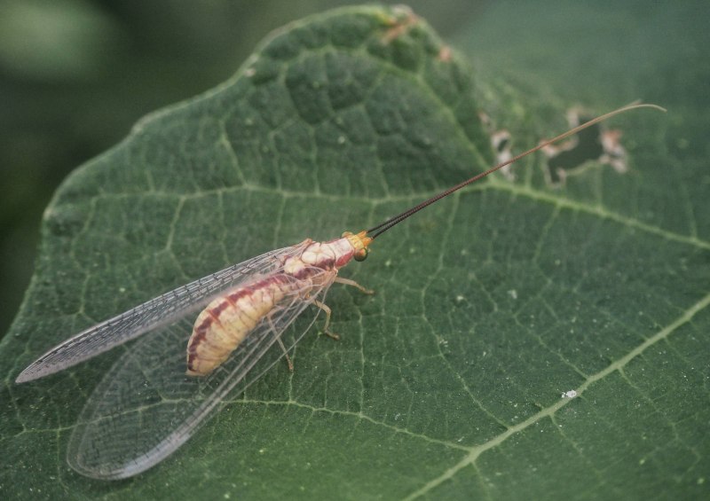 Neuroptera сетчатокрылые