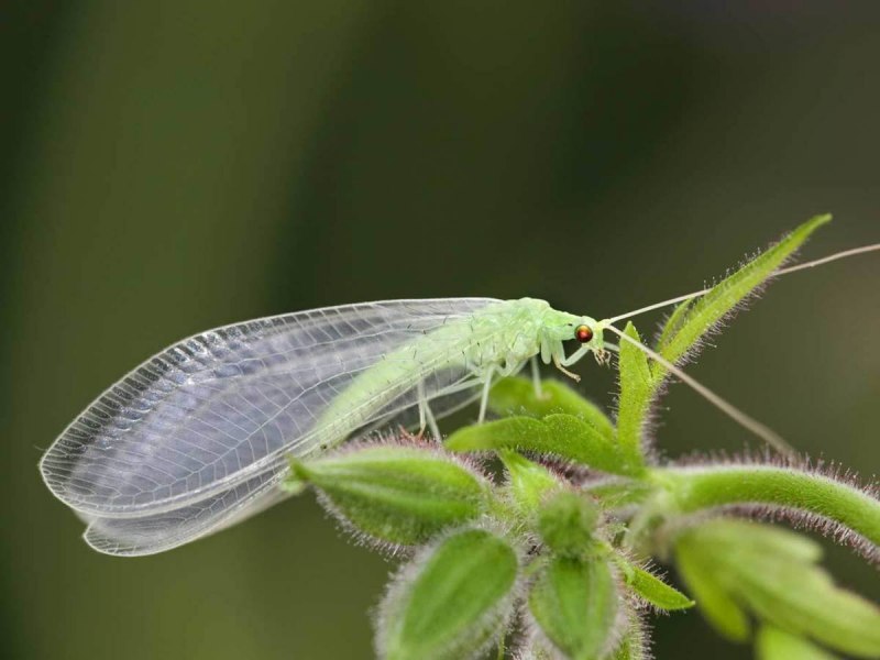 Chrysopidae (златоглазка)