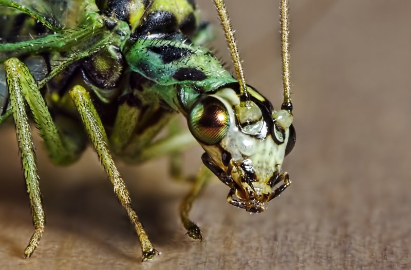 Caenidae поденка