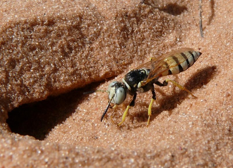 Philanthus Triangulum