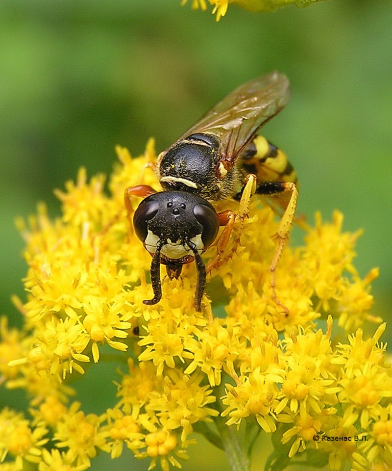 Philanthus Triangulum