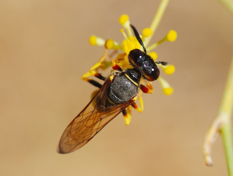 Philanthus Triangulum