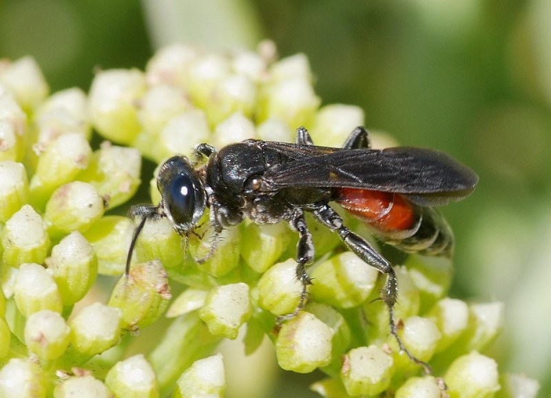 Trypoxylon attenuatum
