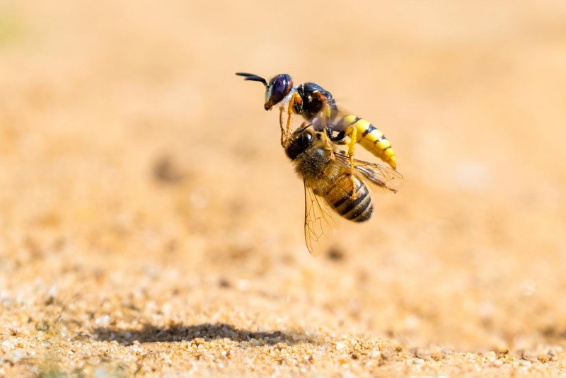 Ectemnius spinipes