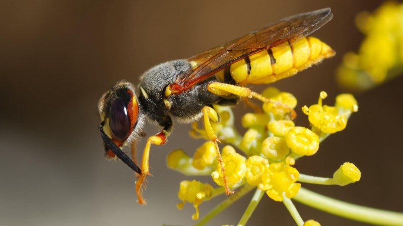 Отряд Перепончатокрылые (Hymenoptera)