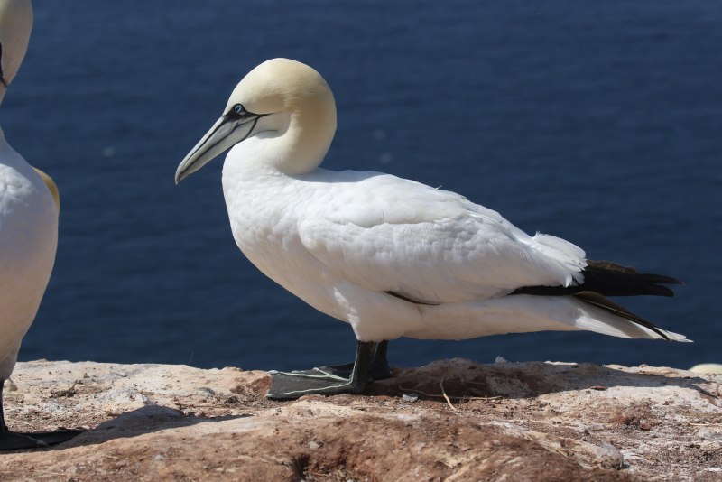 18. Северная олуша (Morus bassanus)