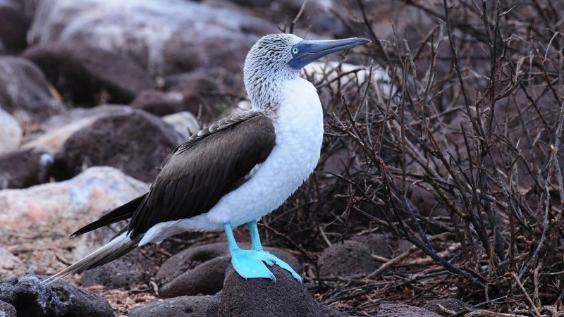 18. Северная олуша (Morus bassanus)