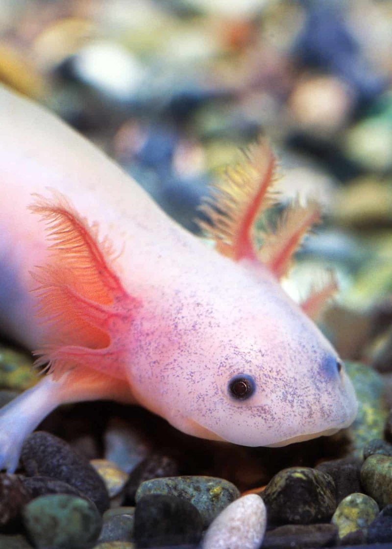 GFP аксолотль