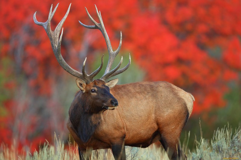 Оленей Cervus Campestris
