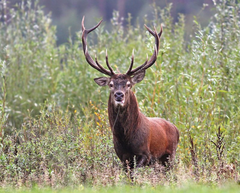Благородный олень (Cervus elaphus)