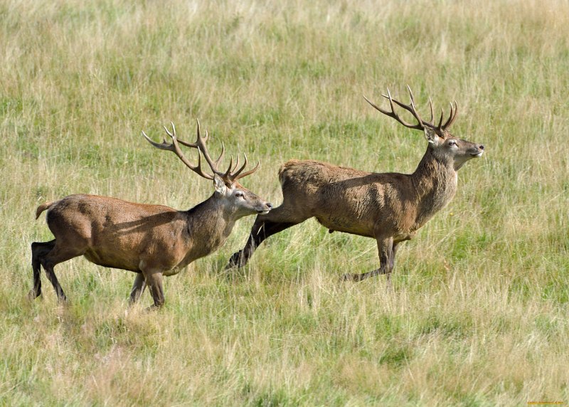 Kashmir Stag