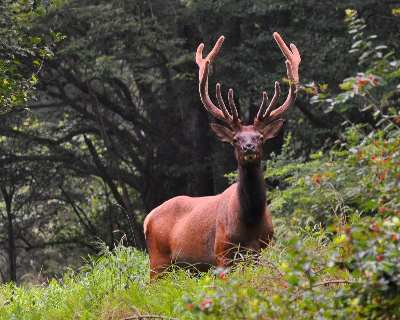 Филиппинский пятнистый олень (Cervus alfredi)