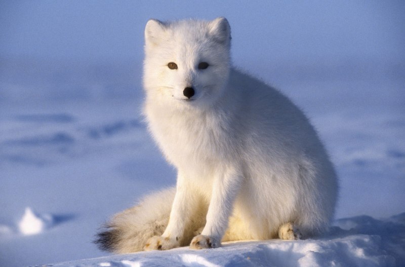 Северный полярный лис (55 фото)