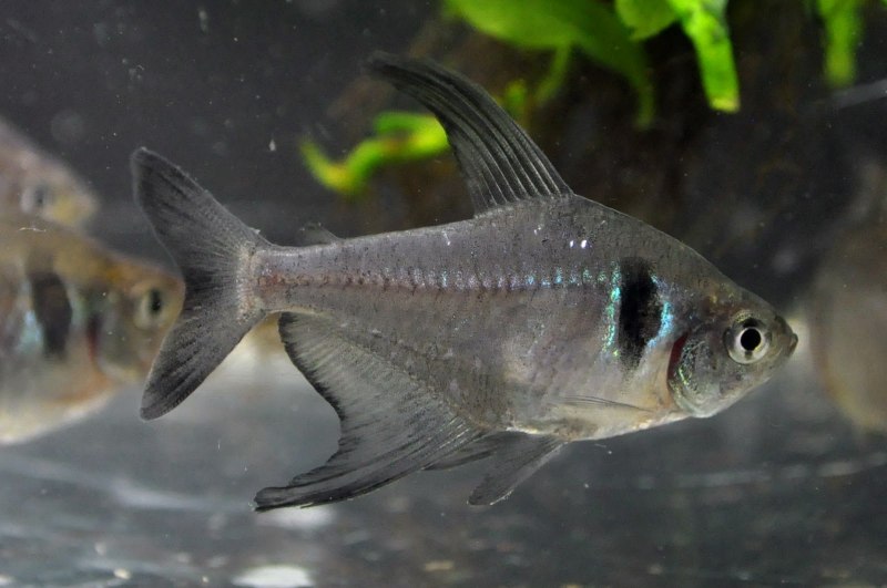 Hyphessobrycon flammeus