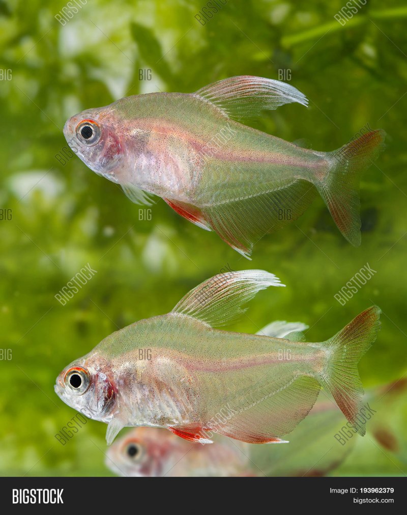Hyphessobrycon rosaceus