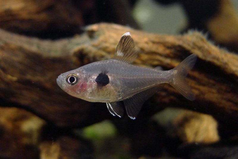 Hyphessobrycon rosaceus