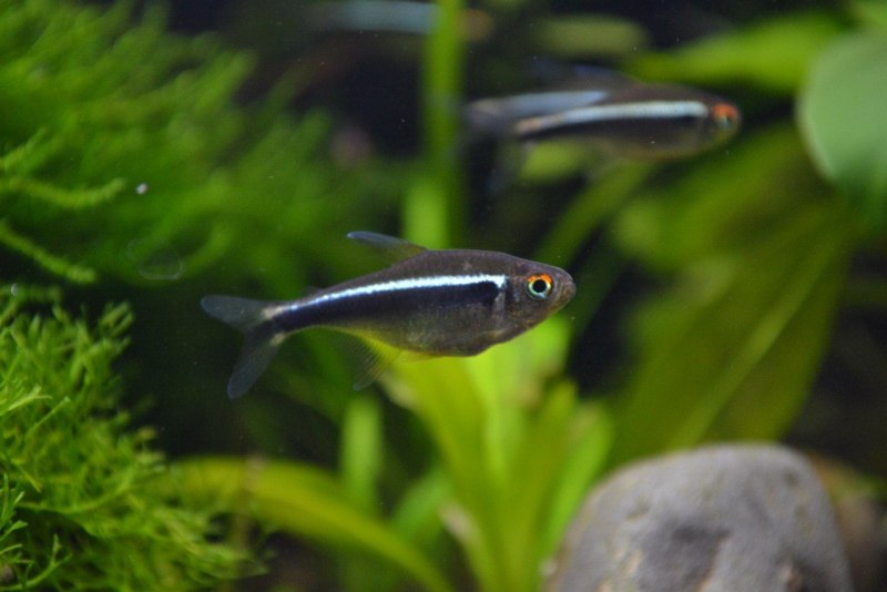 Тетра стеклянная Prionobrama filigera