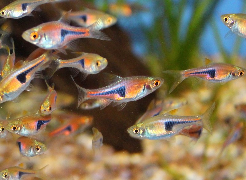 Неон черный (Hyphessobrycon herbertaxelrodi) m