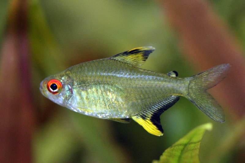 Керри Inpaichthys Kerri