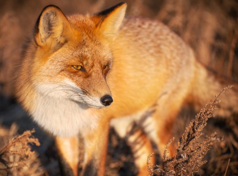 Малая Панда (Ailurus Fulgens