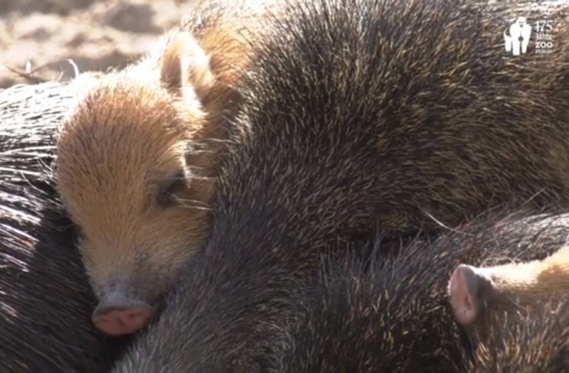 Collared Peccary rdr2