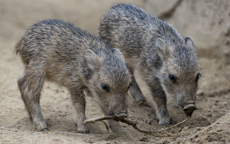 Tayassu albirostris