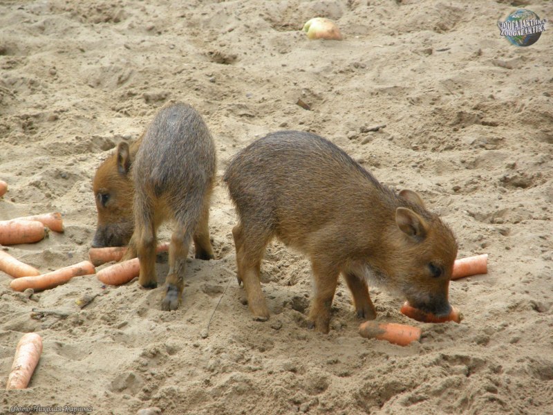 Peccary свинья
