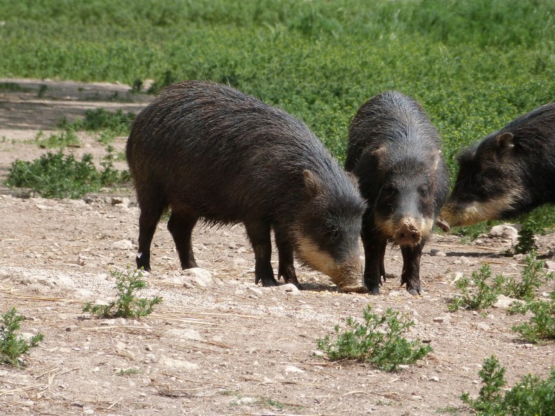 White-lipped Peccary