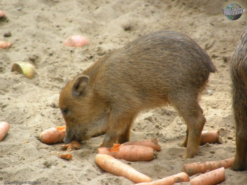 Клыки зверя