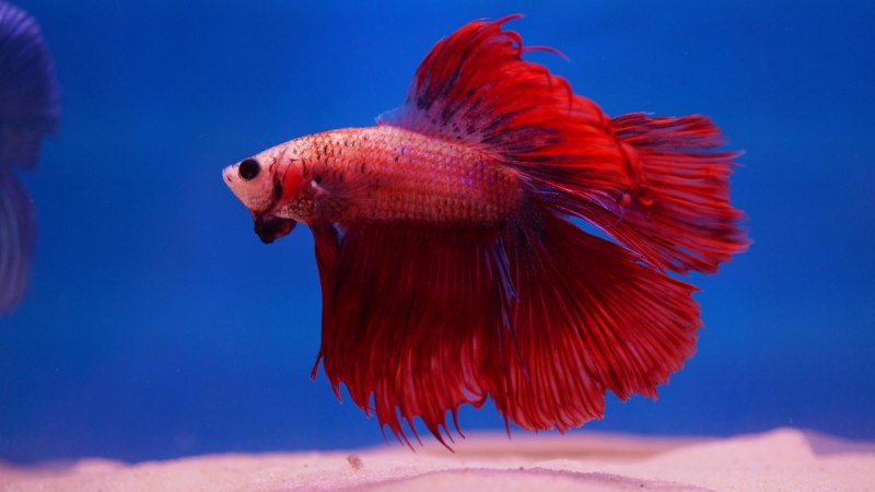 Петушок Betta супер Дельта