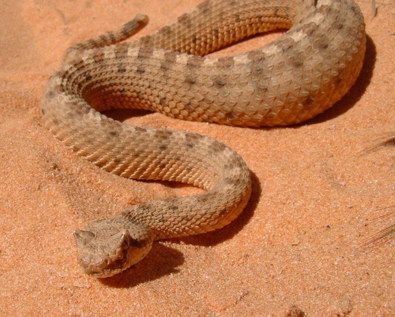 Техасский гремучник Crotalus Atrox