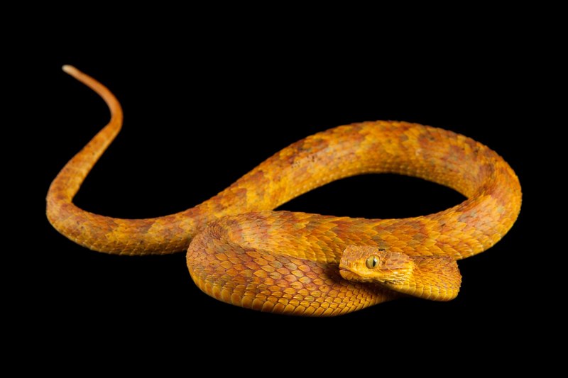 Atheris ceratophora