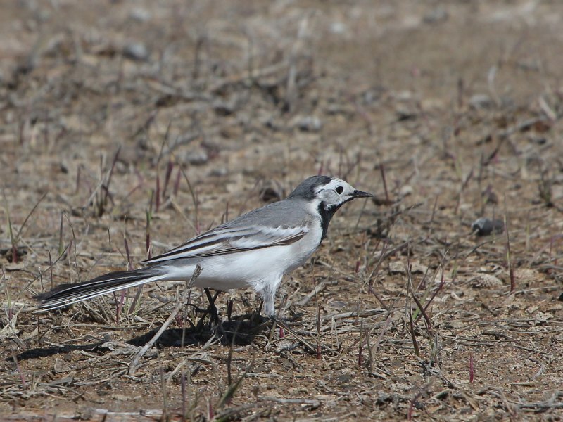 Pied Wagtail