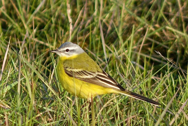 Трясогузка белая ‒ Motacilla Alba (l., 1758)