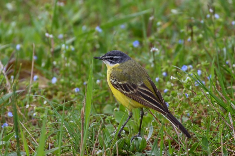 Маскированная трясогузка Motacilla personata Gould