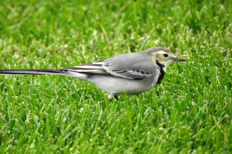 Белая трясогузка Motacilla Alba