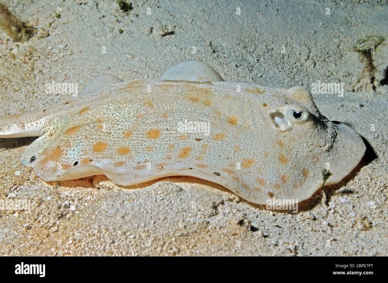Yellow Stingray (Urobatis jamaicensis)