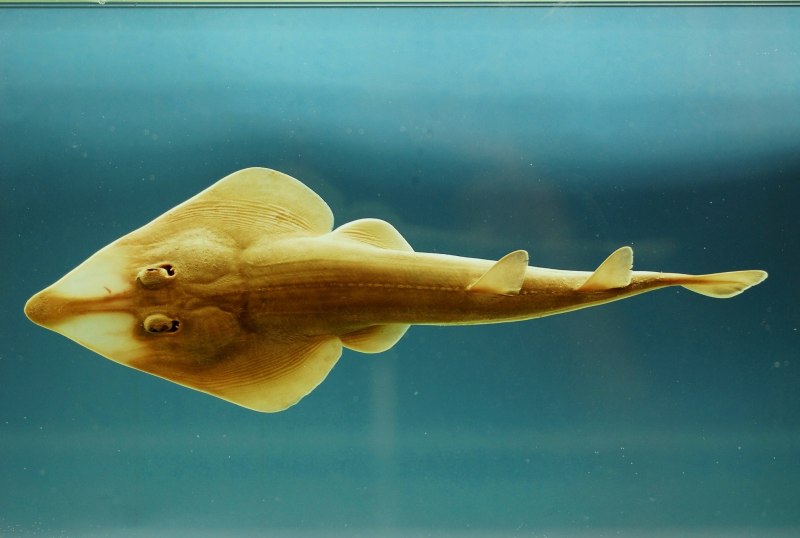 Донные морские рыбы
