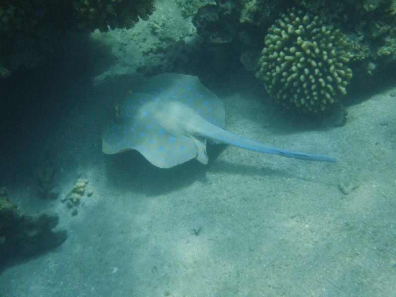 Taeniura lymma