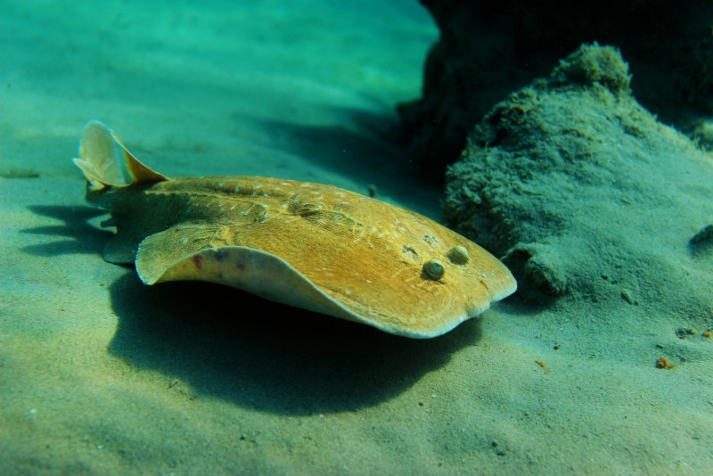 Yellow Stingray (Urobatis jamaicensis)