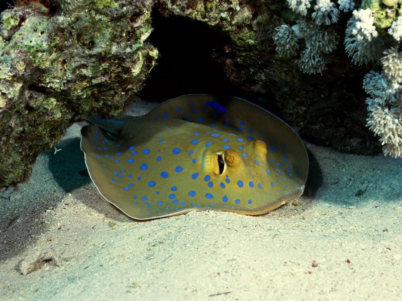 Скат хвостокол красное море